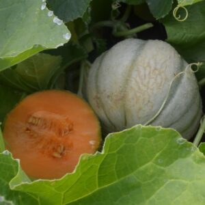 Melon Canteloupe Charantais