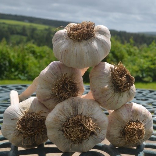 Garlic Precosum
