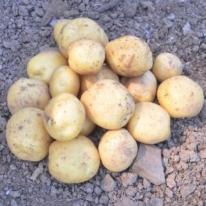 Seed Potato Hermes