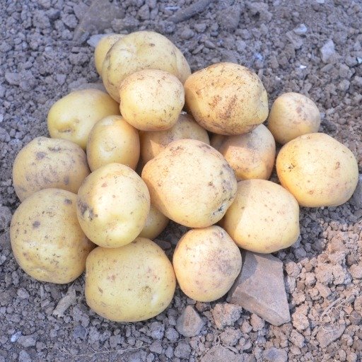 Seed Potato Hermes