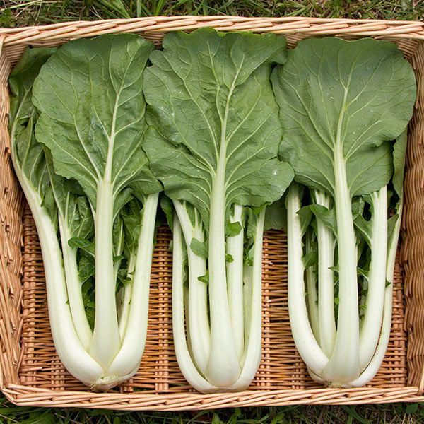 Organic Oriental Prize Choi – Tamar Organics