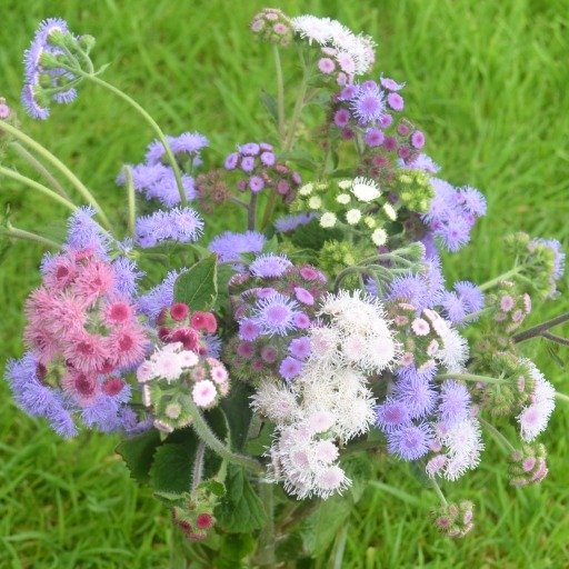 Ageratum (Floss Flower)