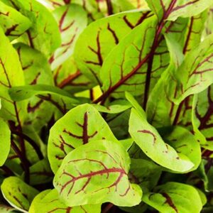 Organic Herb Sorrel, Red Veined Red Stripe (p)