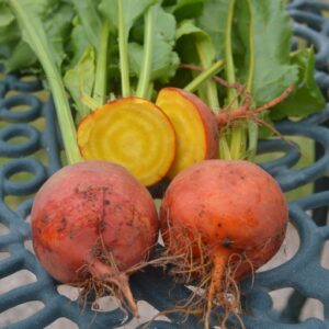 Beetroot Wintersonne (Golden)