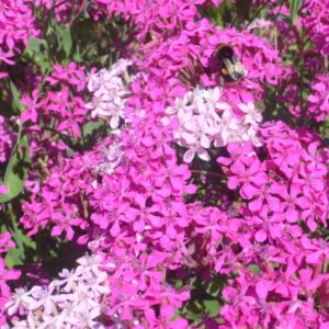 Garden Campion
