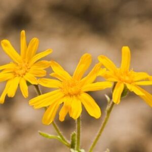 Organic Herb Arnica