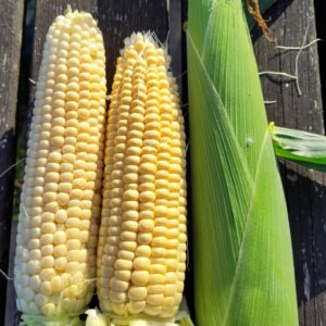 Sweet Corn Damaun