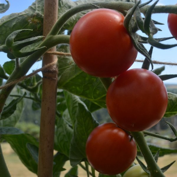 Tomato Resibella