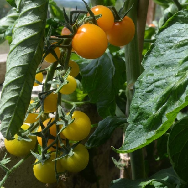 Tomato Sunviva