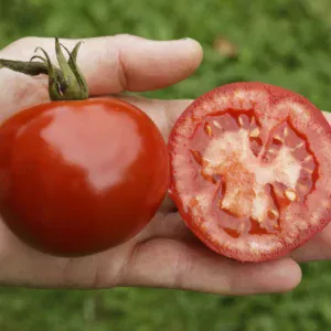 Organic Tomato Rondobella