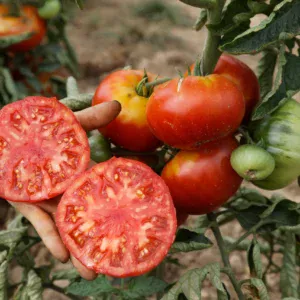 Organic Tomato Vivagrande