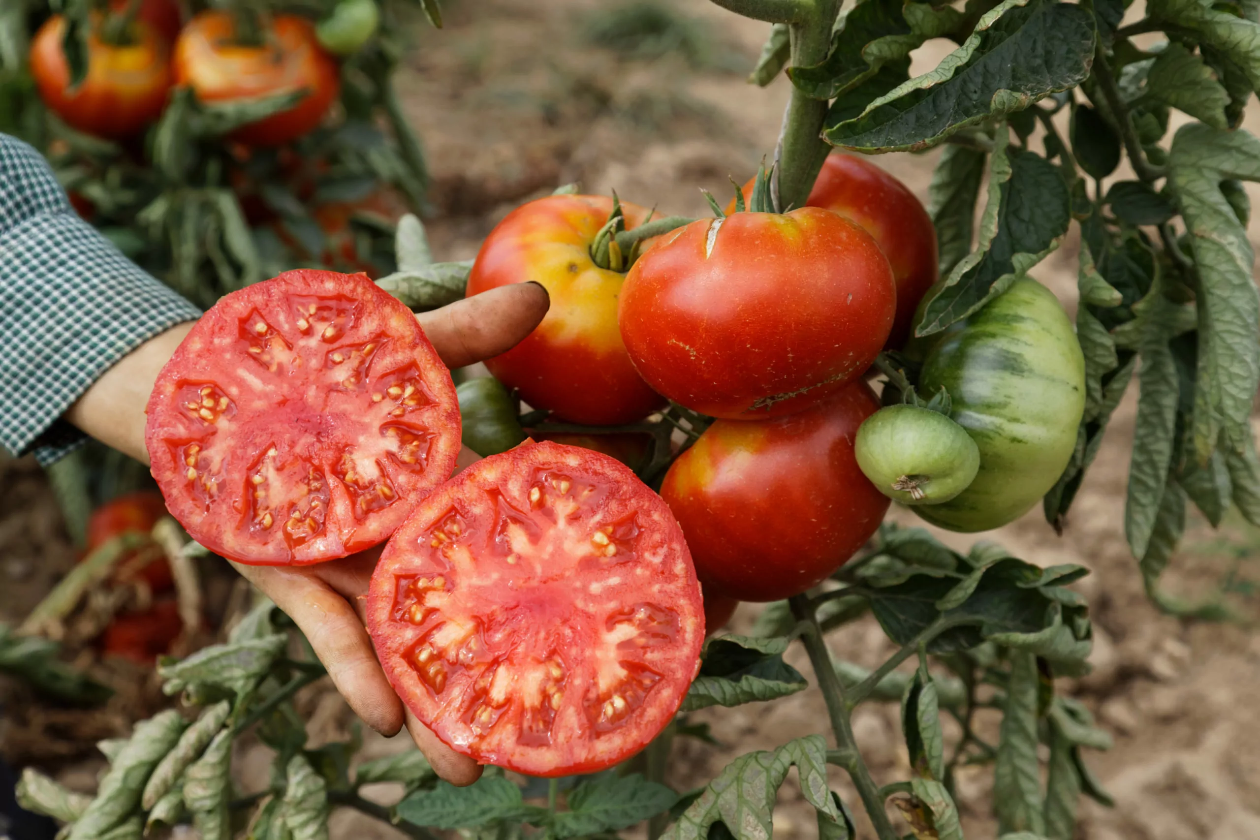 Organic Tomato Vivagrande