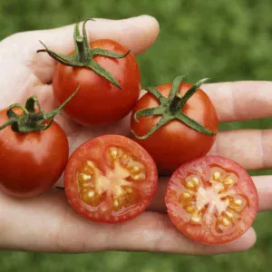 Organic Tomato Primabella