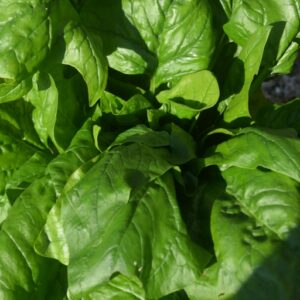 Spinach Butterflay