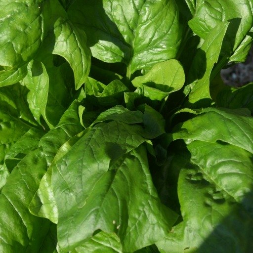 Spinach Butterflay