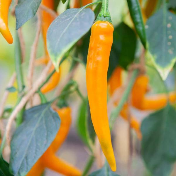 Organic Pepper Koh Tao