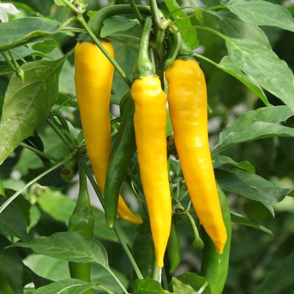 Organic Pepper Koh Chang