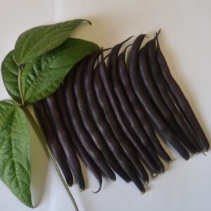 Beans (french Dwarf) Royal Burgundy