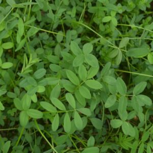 Green Manure Sainfoin