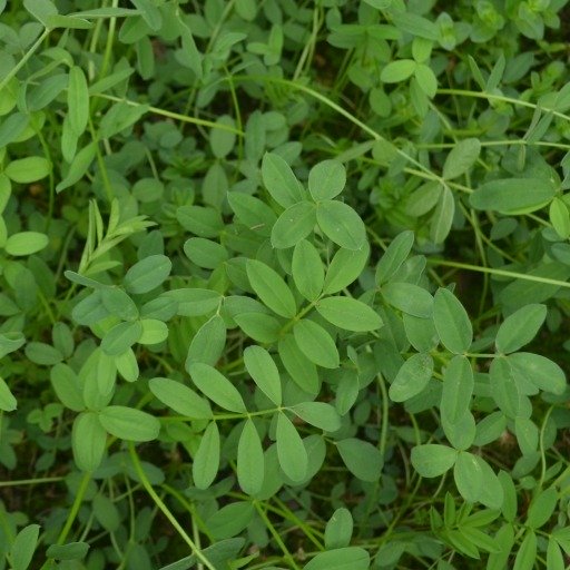 Green Manure Sainfoin
