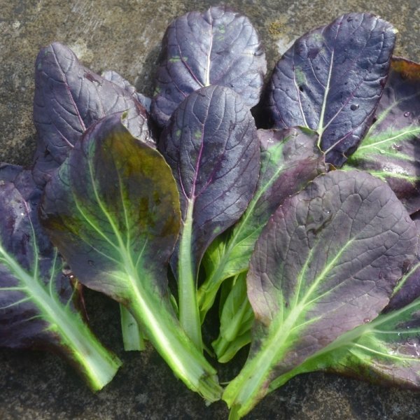 Oriental Scarlet Tatsoi