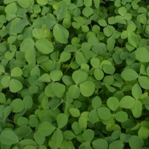 Green Manure Sweet Yellow Clover