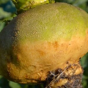 Organic Swede Simona