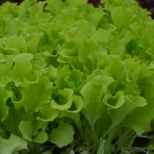 Organic Lettuce Baby Leaf Albabionda