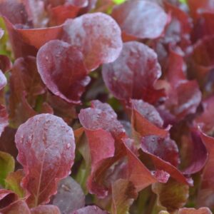 Organic Lettuce Baby Leaf Albarossa
