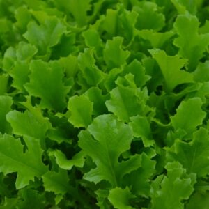 Organic Lettuce Baby Leaf Albaverde