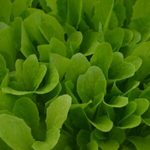 Organic Lettuce Baby Leaf Baby Romaine
