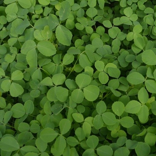 Green Manure Sweet Yellow Clover