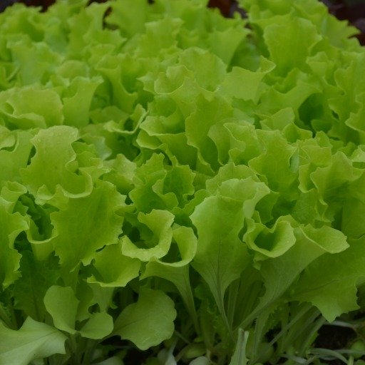 Organic Lettuce Baby Leaf Albabionda