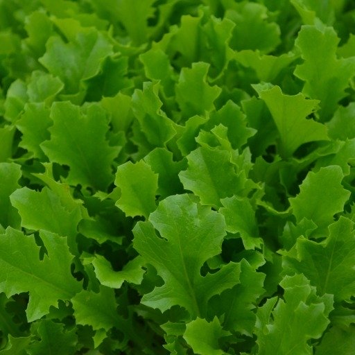 Organic Lettuce Baby Leaf Albaverde