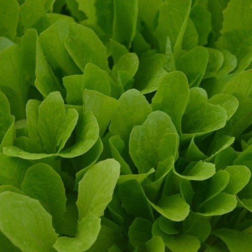 Organic Lettuce Baby Leaf Baby Romaine