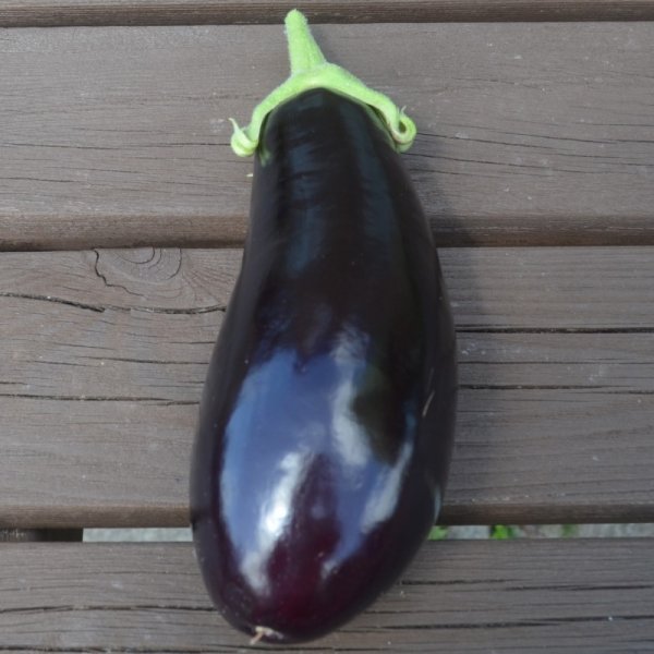 Aubergine BB-SEG-1082 F1