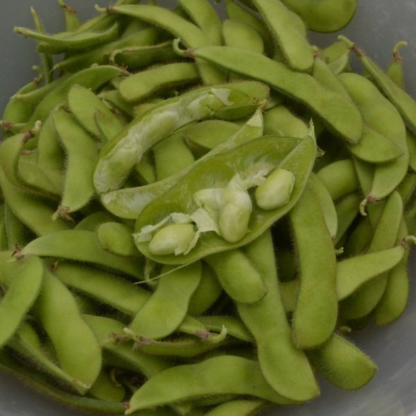 Beans (edamame) Hokkai Green