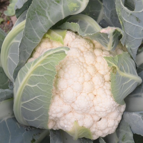 Cauliflower Liria F1
