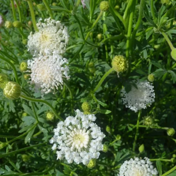 Flower Didiscus Lacy White