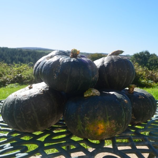 Squash Meteor F1 (BOL-P-5402)