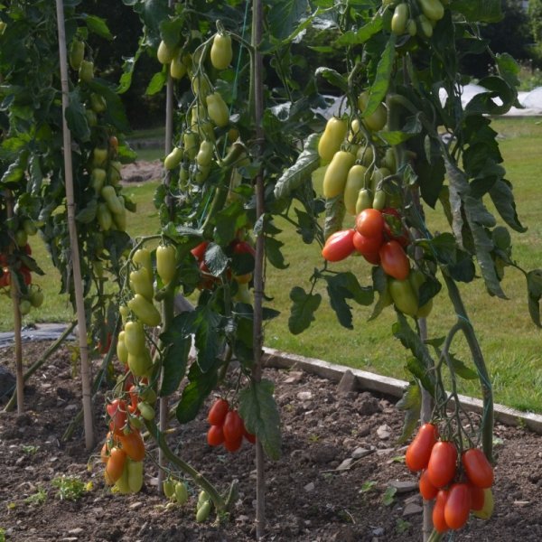 Tomato BOL-T-5505 F1
