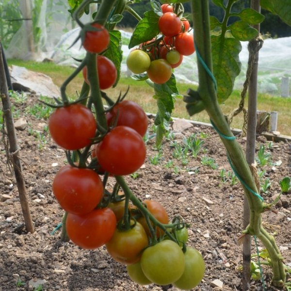 Tomato BOL-T-5302