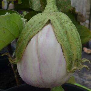 Aubergine Rosa Bianca