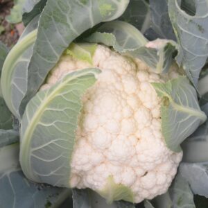 Cauliflower Liria F1