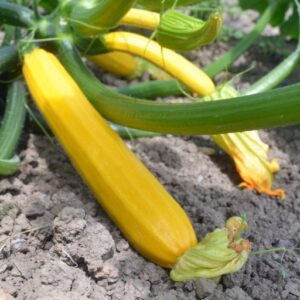 Courgette Ola Gabriella F1