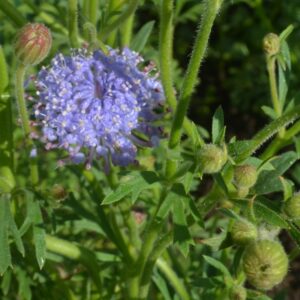 Didiscus Lacy Lavender Blue
