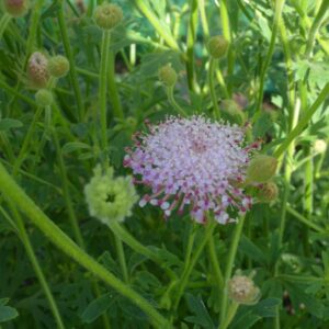 Flower Didiscus Lacy Pink