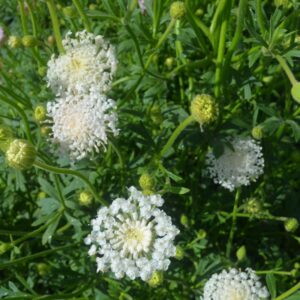 Flower Didiscus Lacy White