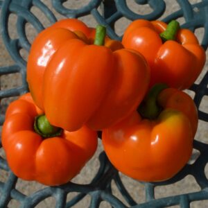 Pepper Ilyn F1