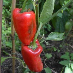 Pepper Jubilandska